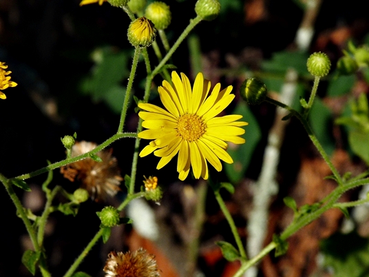 {Heterotheca subaxillaris}